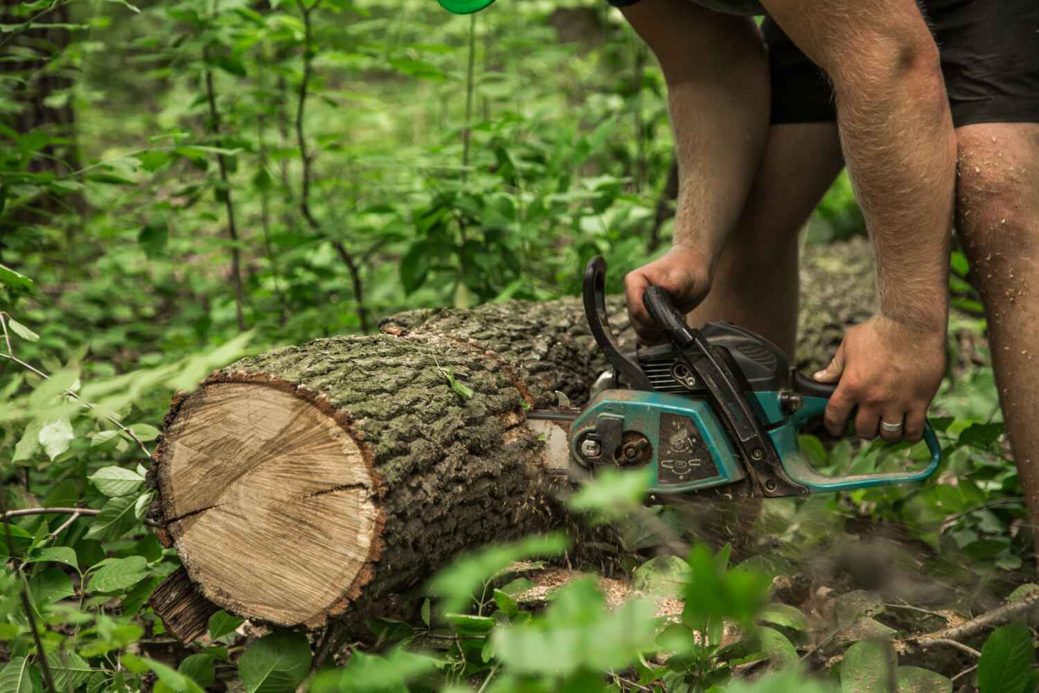 Best Tree Root Removal  in West Samoset, FL